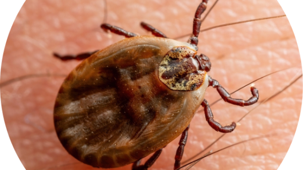60 Degrees Pharma flies after curing tick disease in small-scale study