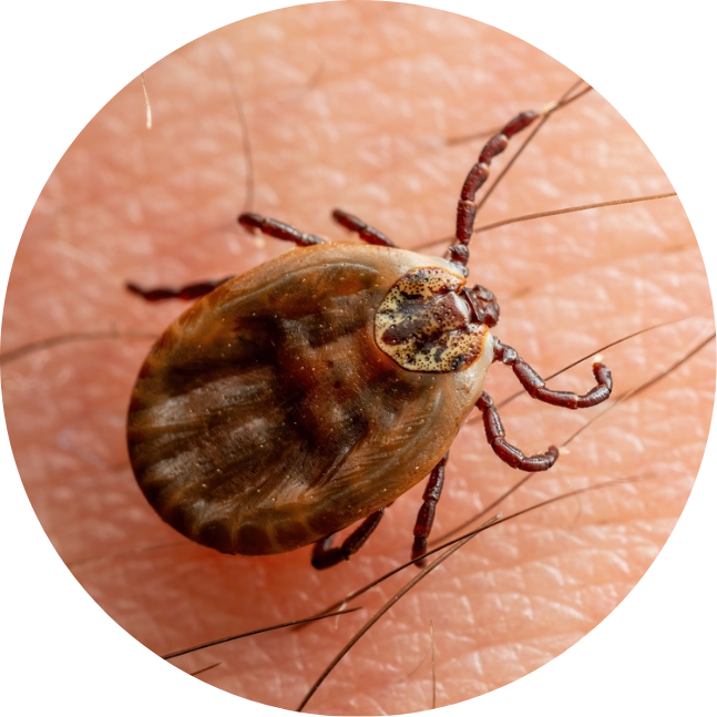 60 Degrees Pharma flies after curing tick disease in small-scale study