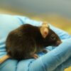 Bacterial infection breath test demonstrates efficacy in rodent studies