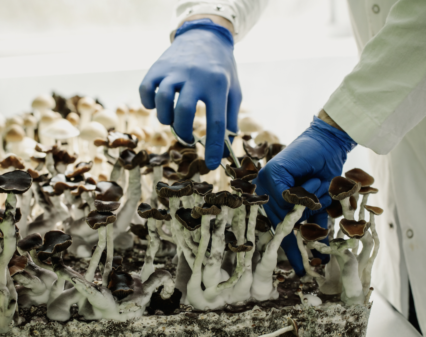 Psilocybin truffle maker Red Light Holland to acquire financially ...