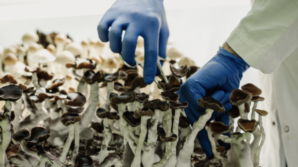 Psilocybin truffle maker Red Light Holland to acquire financially distressed Filament Health