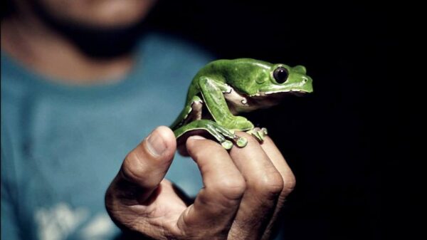 Psychedelic retreat centre owner charged with manslaughter over 2021 incident