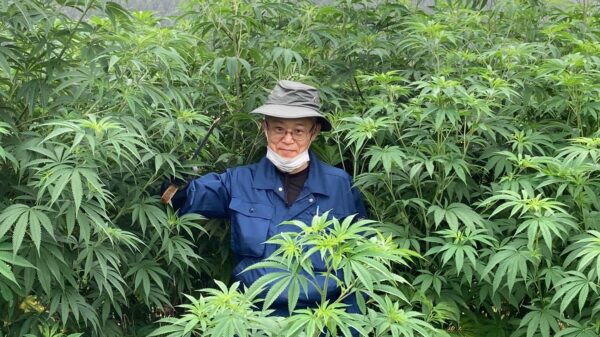 Cannabis-related police investigations skyrocketed in Japan last year