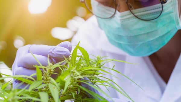 Cannabis stocks swing wildly on U.S. rescheduling news