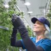 Green Thumb and Cresco Labs enter the Texas medical cannabis market