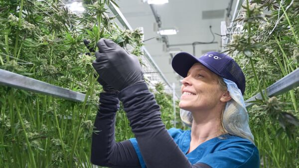 Green Thumb and Cresco Labs enter the Texas medical cannabis market