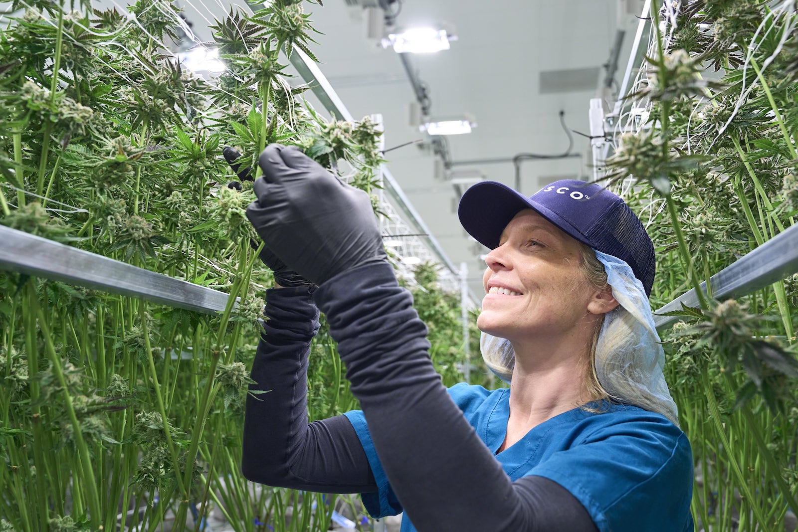 Green Thumb and Cresco Labs to enter the Texas medical cannabis market