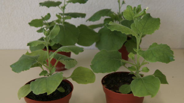 Israeli scientists get tobacco to produce an array of psychedelic compounds