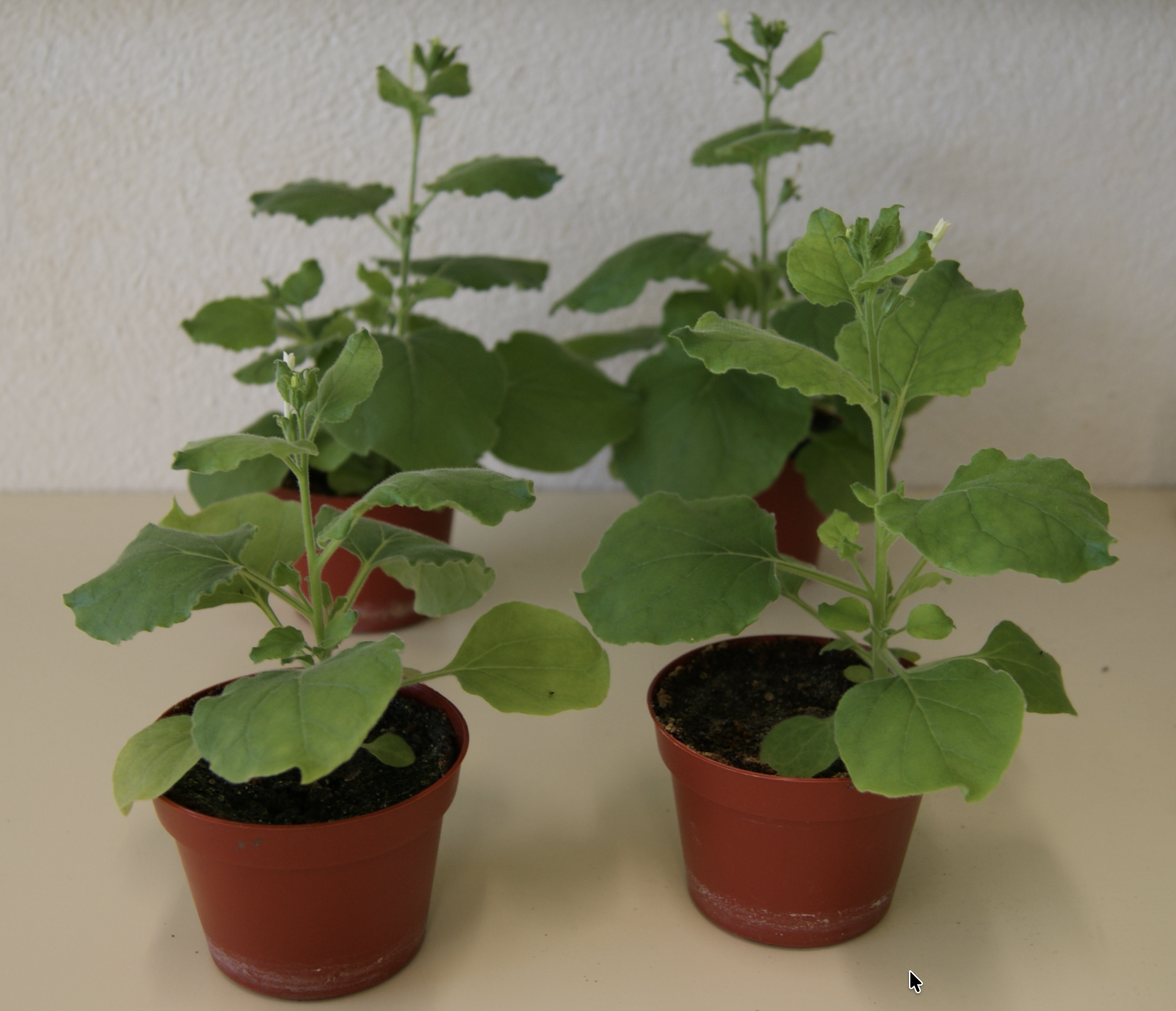 Israeli scientists get tobacco to produce an array of psychedelic compounds