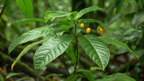 Optimi Health launches ibogaine initiative in response to Trump's executive order