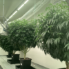 Rua Bioscience exports cannabis clones from New Zealand to Canada