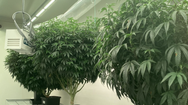 Rua Bioscience exports cannabis clones from New Zealand to Canada