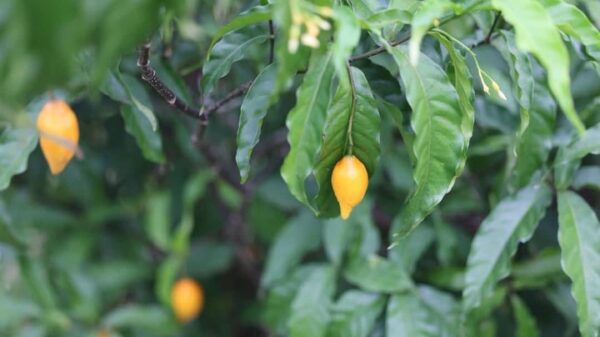 Trump reportedly preparing to sign executive order for expedited ibogaine research