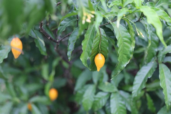 Trump reportedly preparing to sign executive order for expedited ibogaine research