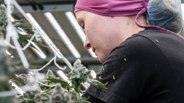 Curaleaf scoops trio of accolades at the Business of Cannabis Awards