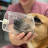 Global Innovative Platforms makes progress with heartworm breath test for dogs