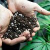 Alabama makes history with first medical cannabis purchase