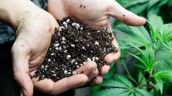 Alabama makes history with first medical cannabis purchase