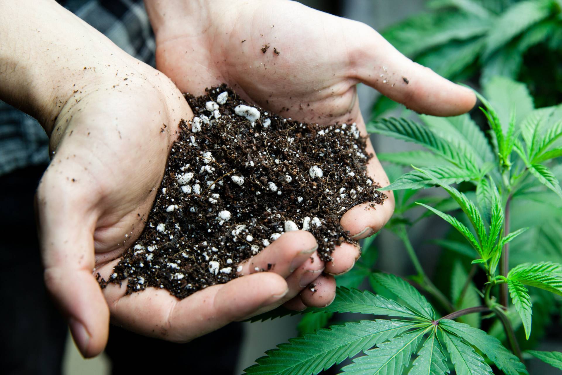 Alabama makes history with first medical cannabis purchase