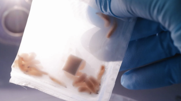 Cuprina Holdings rises more than 110% on FDA approval for medical maggots