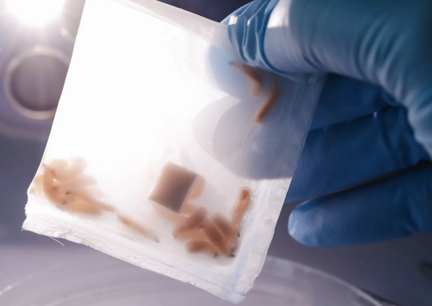 Cuprina Holdings rises more than 110% on FDA approval for medical maggots