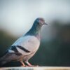 Pigeons serve as valuable second set of eyes for radiologists