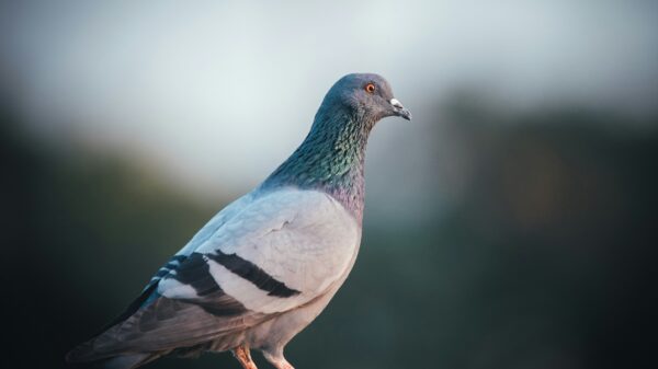 Pigeons serve as valuable second set of eyes for radiologists