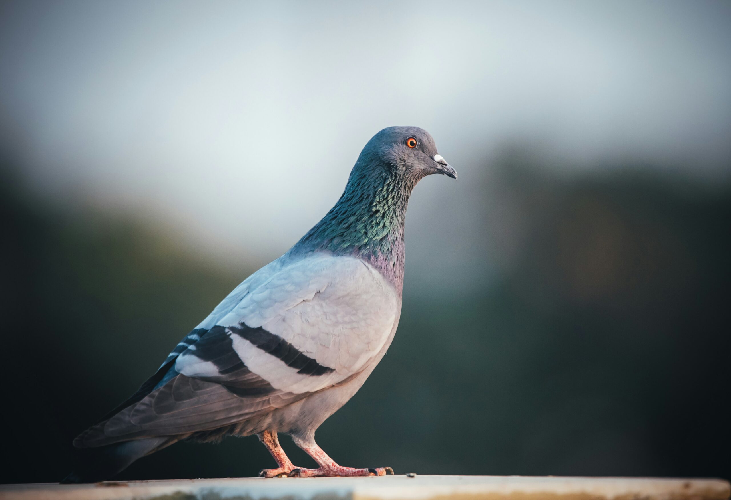 Pigeons serve as valuable second set of eyes for radiologists