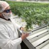 Trulieve set to become first NYSE-listed cannabis company