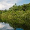 Brazilian researcher pioneers sustainable ibogaine source with 'secret' plant