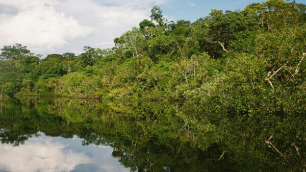 Brazilian researcher pioneers sustainable ibogaine source with 'secret' plant