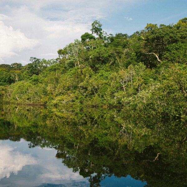 Brazilian researcher pioneers sustainable ibogaine source with 'secret' plant