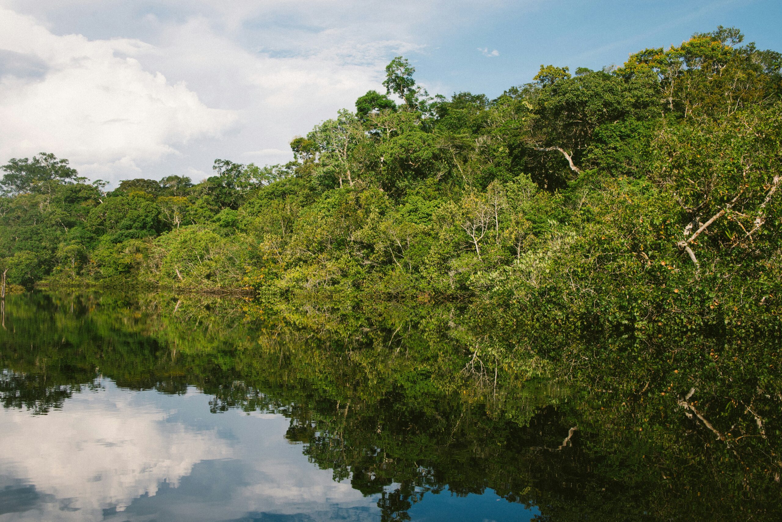 Brazilian researcher pioneers sustainable ibogaine source with 'secret' plant