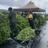 Kiwi medical cannabis firm secures largest distribution deal to date