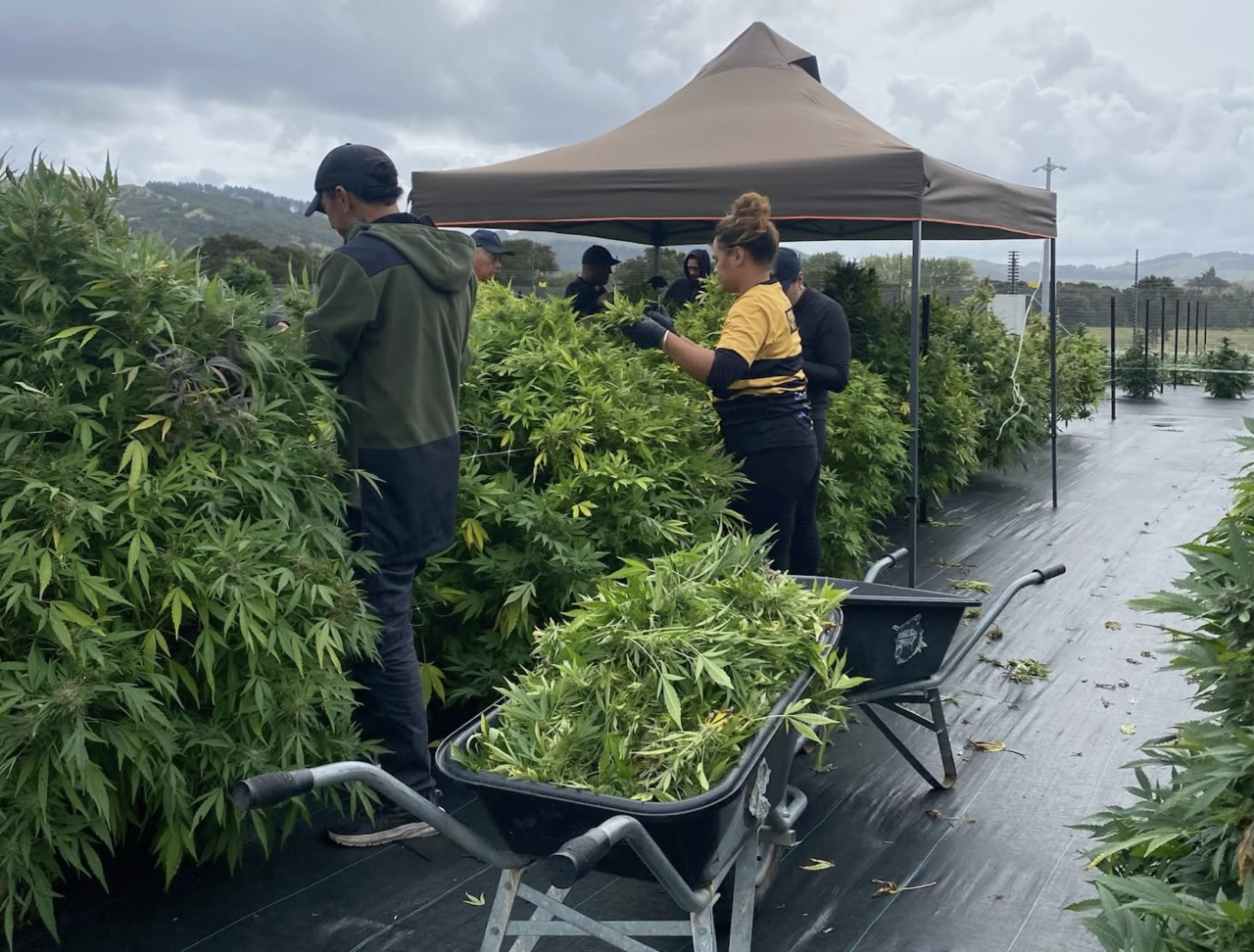Kiwi medical cannabis firm secures largest distribution deal to date