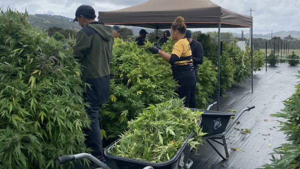 Kiwi medical cannabis firm secures largest distribution deal to date