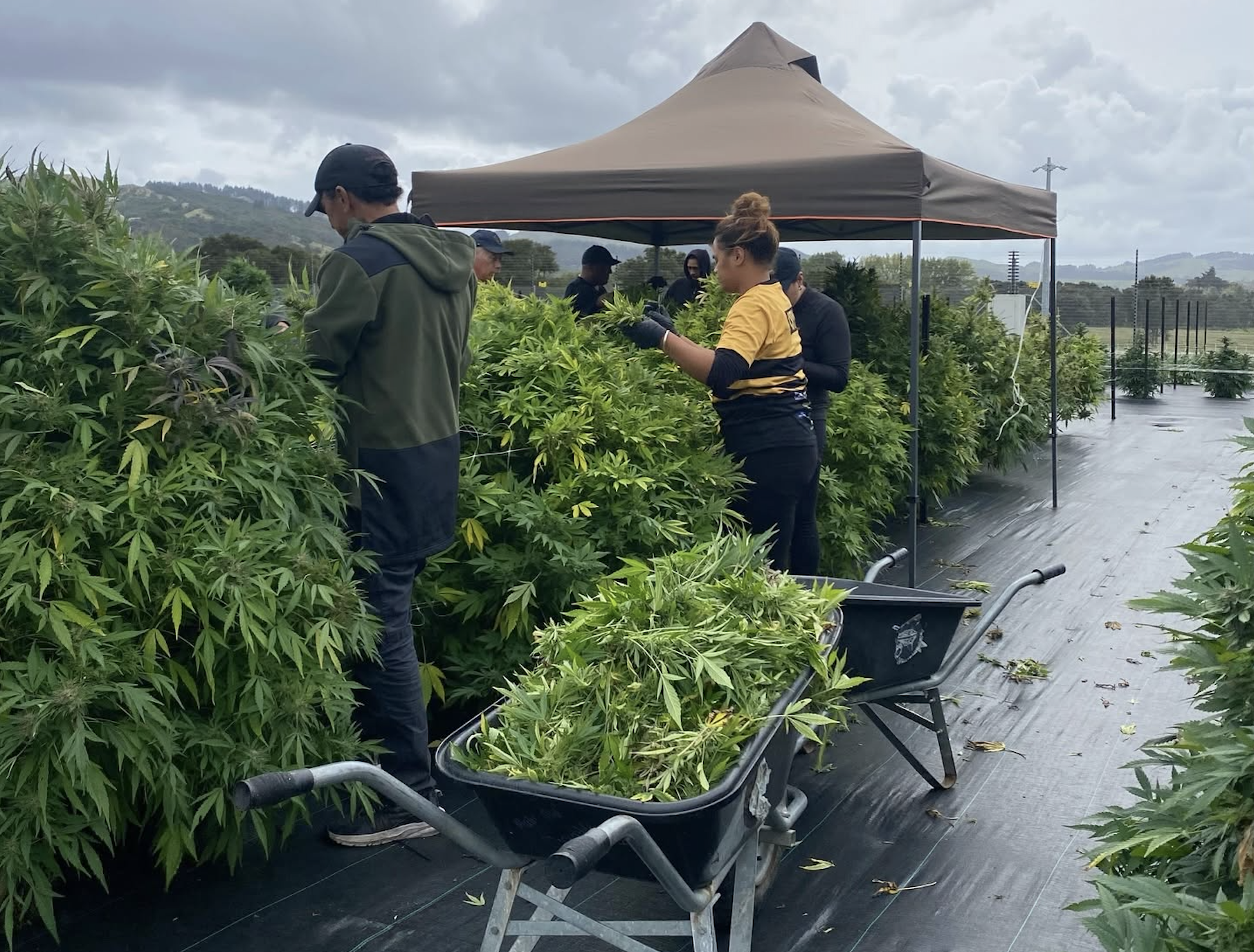 Kiwi medical cannabis firm secures largest distribution deal to date