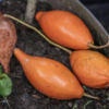MAPS publishes extensive research paper on ibogaine