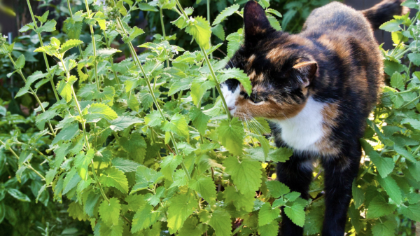 Researchers find efficacious natural bug spray alternative