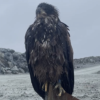 Toronto Zoo welcomes winged ambassador found at IAMGOLD's Côté mine
