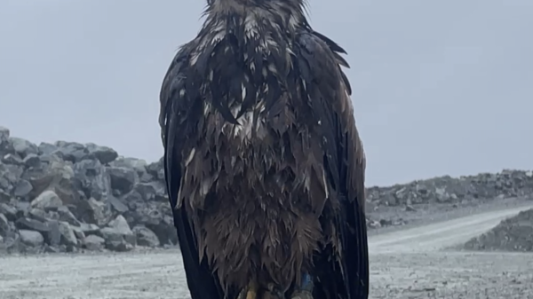 Toronto Zoo welcomes winged ambassador found at IAMGOLD's Côté mine