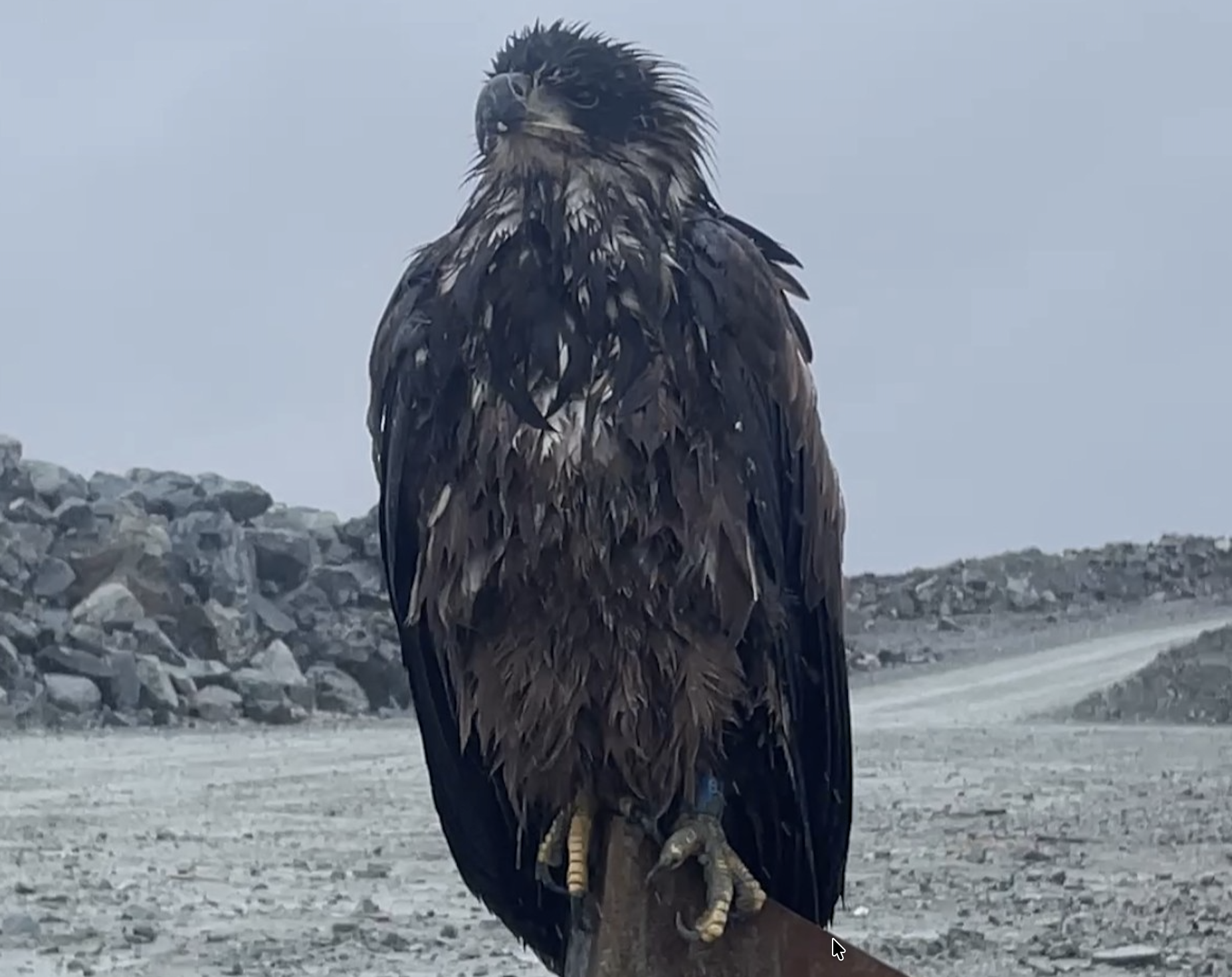 Toronto Zoo welcomes winged ambassador found at IAMGOLD's Côté mine