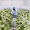 Aurora sees 22% surge on hostile takeover bid from Curaleaf