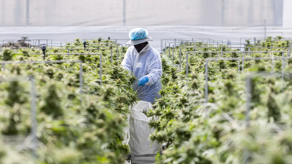 Aurora sees 22% surge on hostile takeover bid from Curaleaf