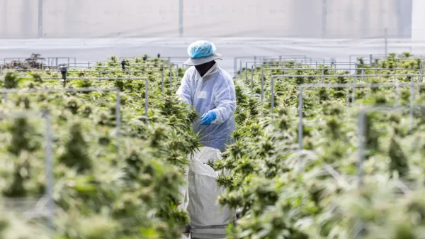 Aurora sees 22% surge on hostile takeover bid from Curaleaf