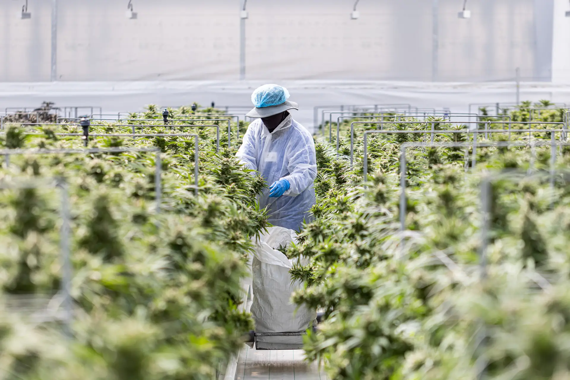 Aurora sees 22% surge on hostile takeover bid from Curaleaf