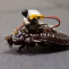 Trapped under a building? Big cyborg cockroaches may soon come to your aid