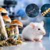 Psychedelic compound psilocybin shows promise for preventing chemo nerve damage